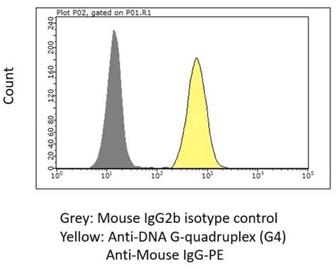 Anti-DNA G-quadruplex (G4) Antibody, clone 1H6