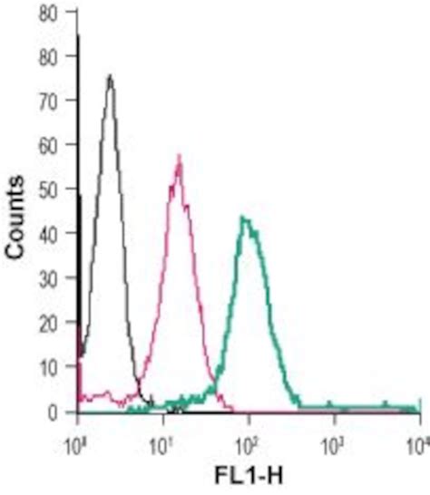 Anti-GLP1R (extracellular) Antibody #AGR-021 Alomone Labs