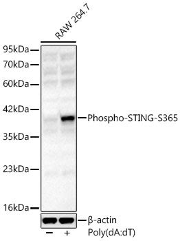 Anti-Phospho-STING-S365 Antibody Suitable for WB