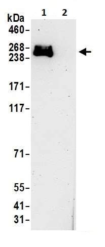 Anti-RNA polymerase II antibody (ab264350) Abcam