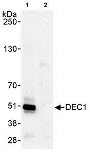 Anti-SHARP2/DEC1 antibody (ab70723) Abcam