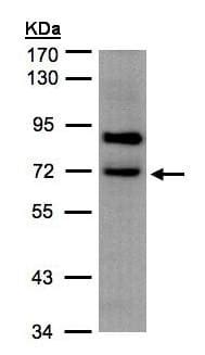 Anti-SLC20A2/PIT2 antibody (ab155259) Abcam