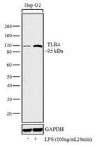 Anti-TLR4 (CD284) Antibodies Invitroge…