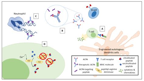 Anti-citrullinated protein antibodies suppress let-7a expression in ...