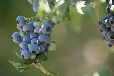 Anti-frost fans at blueberry farm not winning fans nearby