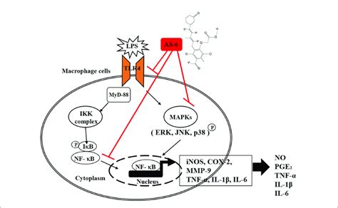 Anti-inflammatory effects of chicanine on murine