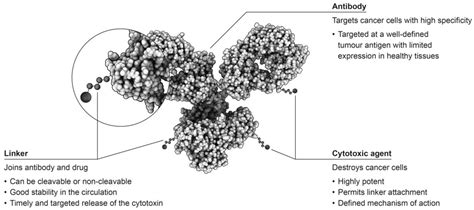 Antibodies Free Full-Text Challenges in Optimising the ... - MDPI