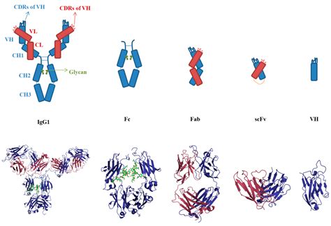 Other approaches include direct detection of antibody self-interactions by surface plasmon resonance (SPR) 30 or biolayer interferometry (BLI). 31 These methods may be used to identify the mechanism of antibody aggregation by analysis of the interacting domains (e.g., Fab-Fab or Fab-Fc), which could be useful for reducing self …. 