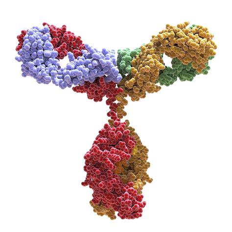 Basic Antibody Structure. Immunoglobulins (Igs) are produced by B lymphocytes and secreted into plasma. The Ig molecule in monomeric form is a glycoprotein with a molecular weight of approximately 150 kDa that is shaped more or less like a Y. Basic structure of the Ig monomer ( Figure 1) consists of two identical halves connected by two ... 