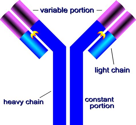 All antibody molecules have two identical heavy chains and two identical light chains. (Some antibodies contain multiple units of this four-chain structure.) The Fc region of the antibody is formed by the two heavy ….