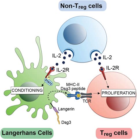 Antigen Uptake by Langerhans Cells Is Required for the ... - PubMed