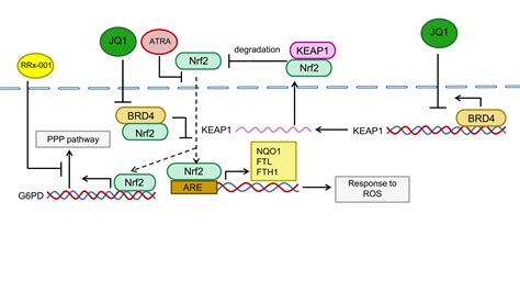 Antioxidants Free Full-Text BRD4 Targets the KEAP1-Nrf2-G6PD …