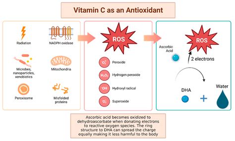 Antioxidants Free Full-Text Differences in Antioxidant Potential …