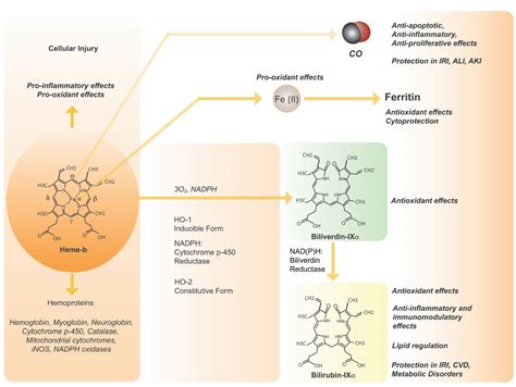 Antioxidants Free Full-Text Synthesis and Antioxidant ... - MDPI