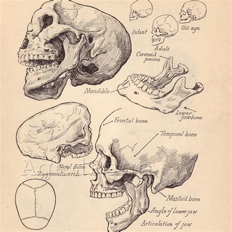 Antique Anatomy Drawings