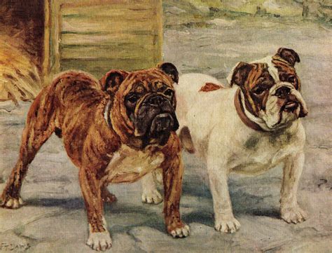 Antique Bulldog Photographs - Etsy Canada