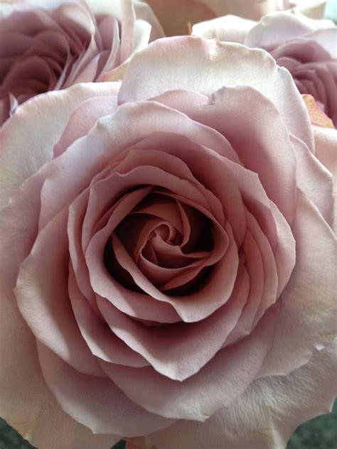 Antique rose. Belinda's Blush. Stock No. - 2015. $29.95. 2015. 4 to 6 feet Z5-11 R Fr lp. 'Belinda's Blush' is a color sport of one of our favorite roses, 'Belinda's Dream'. Similar in size and growth habit, this rose offers fragrant, full blooms of a light, creamy pink that are excellent for cutting. Canes free of thorns are always appreciated. 