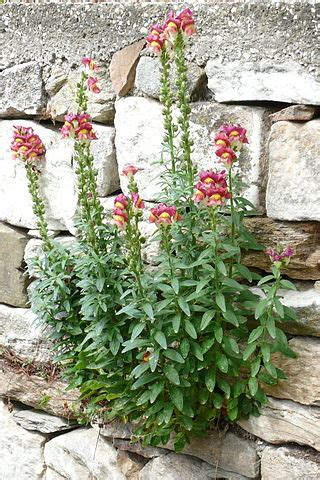 Antirrhinum majus - Wikipedia, la enciclopedia libre