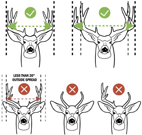 Antler Restriction Regulations in Texas - Buck Manager