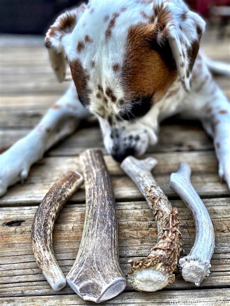 Antler bones for dogs. Be very careful giving hard chews (such as antlers) to aggressive chewers as it is possible they could break a tooth. Do not allow your dog to attempt to break ... 