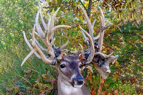 The velvet-antlered doe sported 18 points, which added up to a rough score of over 150 inches. If those numbers hold up over the 60-day drying period, Moore's deer will be added to the Buckmasters record book as one of the highest-scoring antlered does ever taken by a hunter. "It's definitely a record," Moore told Fox Weather over the weekend.. 