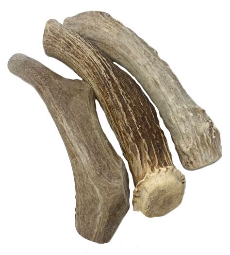 Antlers for dogs. Antlers are a generally safe chew option for dogs. They last a long time and most don’t splinter or break as easily as other chew options like bones or rawhides. But … 