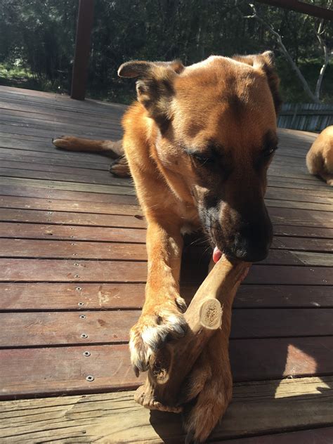 Antlers on dog. Our deer antler dog chews are perfect for aggressive chewers who need more of a challenge than our whole elk antlers. With a harder outer core, deer antlers provide more of a chewing challenge so your pup will have … 