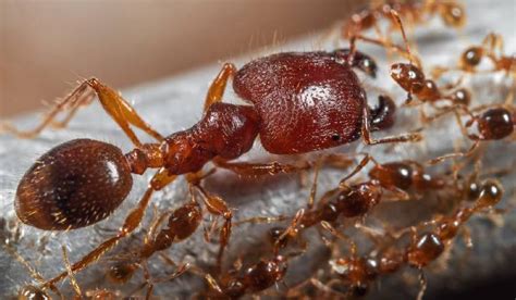 Ants Can Detect Cancer క్యాన్సర్ ని ... - YouTube