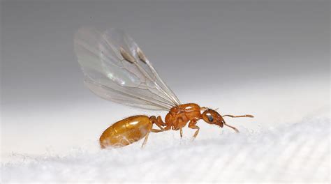 Ants flying ants in house. Flying ants are larger than normal house ants, as much as 1 inch long. If flying ants or carpenter ants are the species infesting your home, it's important to remove and replace any rotten, decaying wood in … 