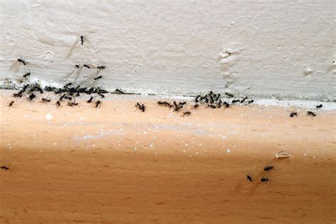 Ants in bathroom. If you already have ants in your bathroom drain, you can clean out the drain to get rid of them. Pour ½ cup of baking soda down the drain, and then pour ½ cup of white vinegar down the drain. The mixture will bubble and foam, cleaning out the residue that is lining the drain pipes. Wait 10 minutes, and then flush the drain with hot water. 