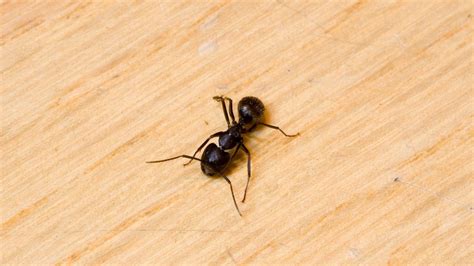 Ants in bed. Retired UT Extension Agent Mike Dennison first would like to know if the raised bed has vegetables in it. If it is a vegetable bed you shouldn’t use a bait b... 