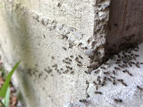 Ants in house. Try to locate the nest. This is crucial, Straubinger says. “The most effective way to get rid of carpenter ants is to find the nest and destroy it,” she says. “Common places to find ... 