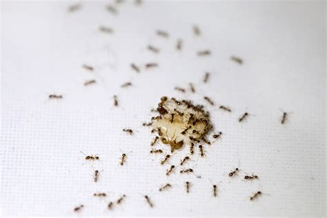 Ants in kitchen. Choose solutions that ants will bring back to their colony and poison the nest. Here are two solutions that focus on eliminating the queen and the entire colony: Borax and sugar: Create a mixture ... 