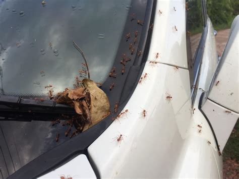 Ants in my car. On warm days search for a stream of worker ants going back and forth into a hole in the ground. It may be possible to drop bread crumbs in their path and then watch the ants carry the crumbs back the nest. For more tips and advice view the below: How to Get Rid of Ants video. How to Deal With Ants in Vehicles. Download the 1-2-3 Ant Control ... 