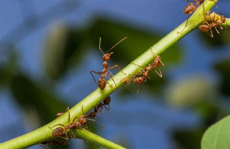 Ants in the Garden: a Mixture of Friend and Foe