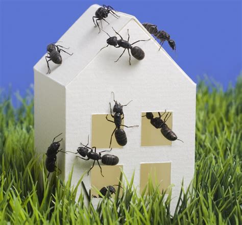 Ants in the house. Ants generally prefer damp areas, such as framing or flooring that's soft and spongy from a plumbing or roof leak. How to get rid of ants begins by looking for areas with water damage. Attics, bathrooms and … 