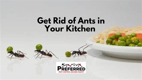 Ants in the kitchen. It is one of the few household solutions that can get rid of ants permanently. However, you need to mix it with powdered sugar to make it more effective. Mix equal parts (1:1) of baking soda and sugar and put the bait on a cardboard or a shallow container. Place it near the line of ants or near their nest. 