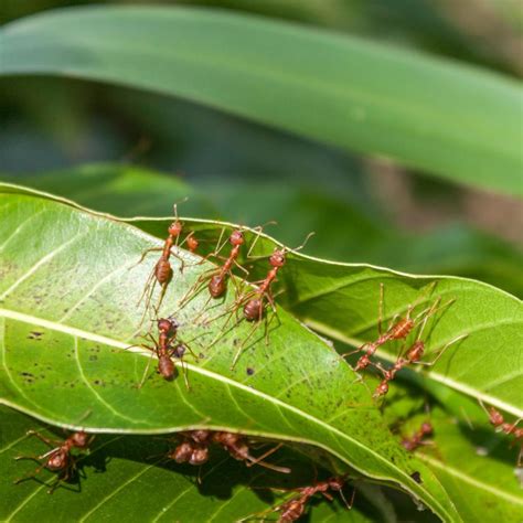 Ants in the plants. Biology. What are ants? Ants are fascinating eusocial insects related to bees and wasps (Hymenoptera). They live in nests that contain many hundreds and sometimes … 