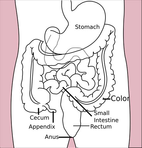 Anus wikimedia. 肛門は消化管を通って消化吸収された餌の残り ( 糞 )を排出するのが本来の機能であるが、体外に開く大きな開口であるから、それ以外の機能を持つものが多い。. [要出典] 脊椎動物や節足動物では腎臓などの排出器からの 尿 の出口でもあり、 総排泄孔 と ... 