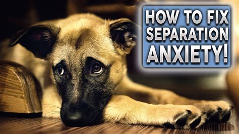 Anxiety and Stress Many dogs suffer from anxiety due to separation, loud noises, or changes in routine