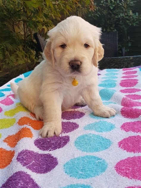 Any Golden Retriever Puppies For Sale