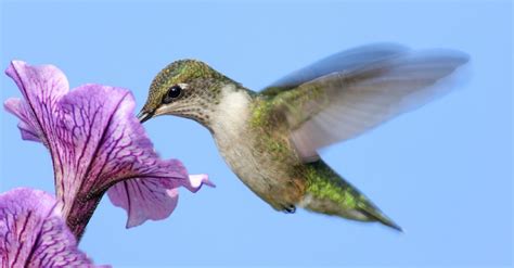 Any good places around pittsburgh to see hummingbirds? - Reddit