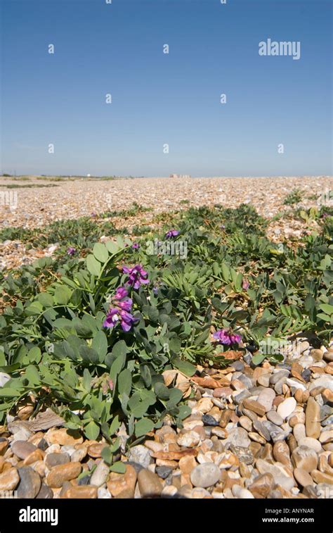 Anynar Onlyfans Leak PORN 🍑 125 Videos