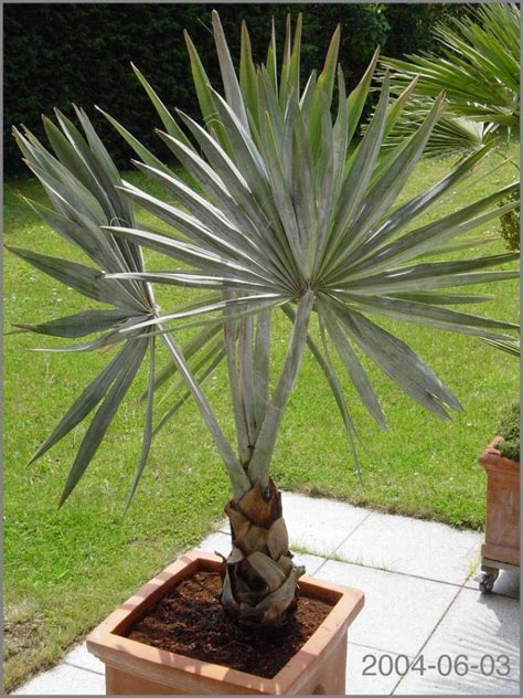 Anyone growing Bismarckia in pots - DISCUSSING PALM TREES …