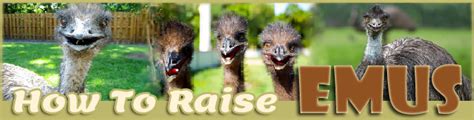 Anyone raise Emu