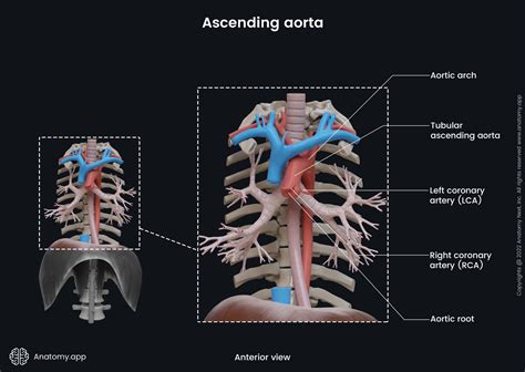 🔥 Aorta.Free Onlyfans Leaked [CLIP] 201 Photos