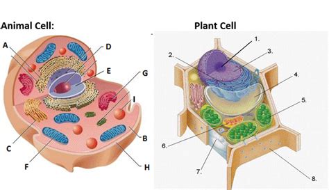 Ap bio unit 2 quizlet. Study with Quizlet and memorize flashcards containing terms like 2 organelles that contain their own DNA separate from the chromosome, What domains fall under prokaryotic cells?, What are the basic features of all cells? and more. 