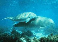 Apa Arti " DUGONG " dalam Bahasa indonesia - tr-ex.me