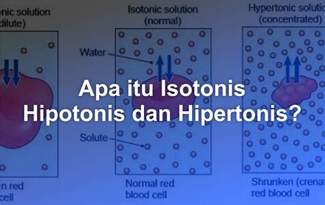 Apa Itu Isotonis, Hipotonis, Dan Hipertonis? - Matob