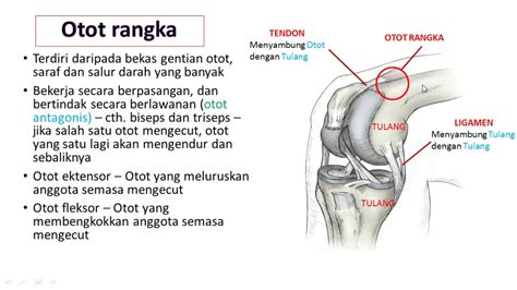 Apa itu Tendon dan Ligamen? - kompas.com